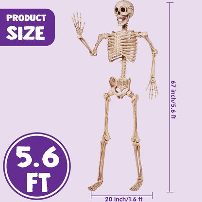 5 Feet Halloween Skeleton w/ Hanging Loop